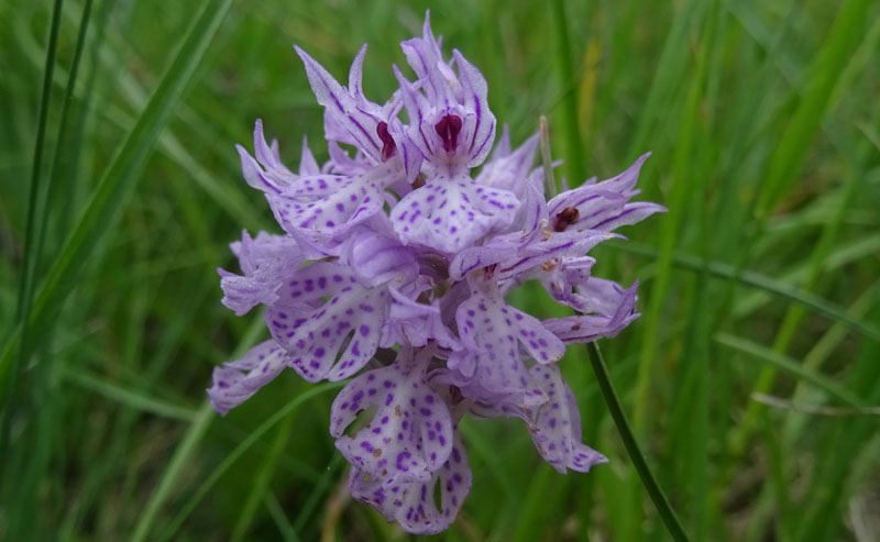 Neotinea tridentata - Cimone (TN)